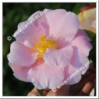 Camellia Hybride 'Pink Icicle'