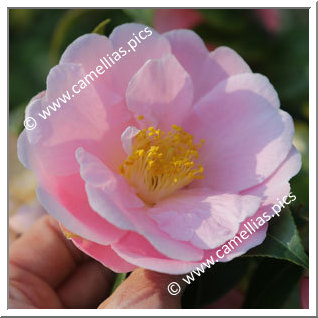 Camellia Hybride 'Pink Icicle'