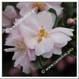 Camellia Sasanqua 'Pink Lassie'