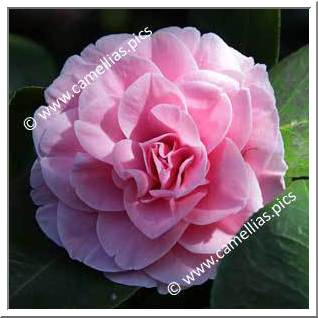 Camellia Japonica 'Pink Pagoda'