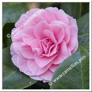 Camellia Japonica 'Pink Pagoda'