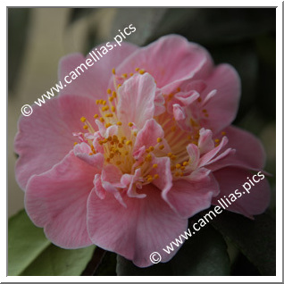 Camellia Japonica 'Pink Parade'