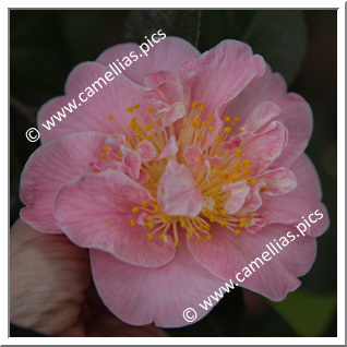 Camellia Japonica 'Pink Parade'