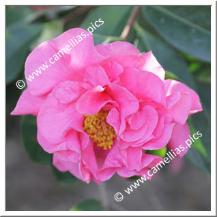 Camellia Hybrid 'Pink Sparkle'