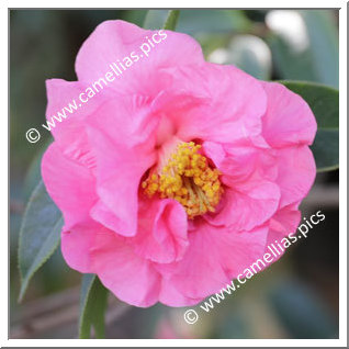 Camellia Hybrid 'Pink Sparkle'