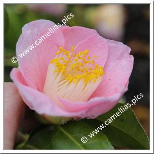 Camellia Hybrid C.x williamsii 'Pink Wave'