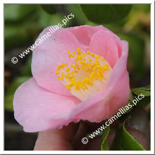 Camellia Hybride C.x williamsii 'Pink Wave'