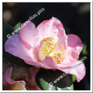 Camellia Japonica 'Pink Wings'