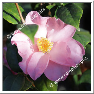 Camellia Japonica 'Pink Wings'