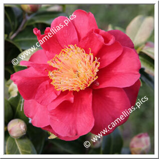 Camellia Japonica 'Pirate's Gold'