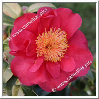 Camellia Japonica 'Pirate's Gold'