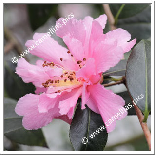 Camellia Hybrid 'Pit Pit Fischer'