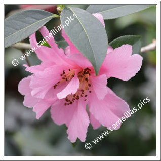 Camellia Hybrid 'Pit Pit Fischer'