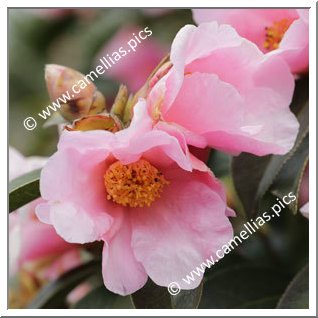 Camellia Botanique 'C. pitardii'