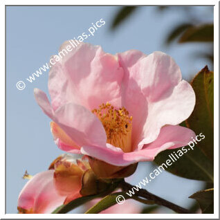 Camellia Botanique 'C. pitardii'
