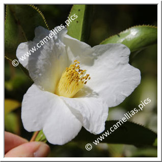 Camellia Botanique 'C. pitardii var. alba'