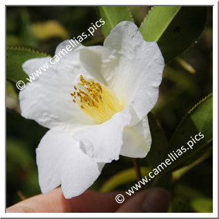 Camellia Species C. pitardii var. alba