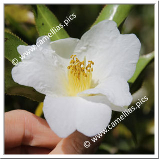 Camellia Botanique 'C. pitardii var. alba'