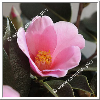 Camellia Hybrid 'Pitcheria'