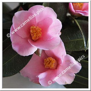 Camellia Hybrid 'Pitcheria'