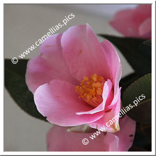 Camellia Hybrid 'Pitcheria'
