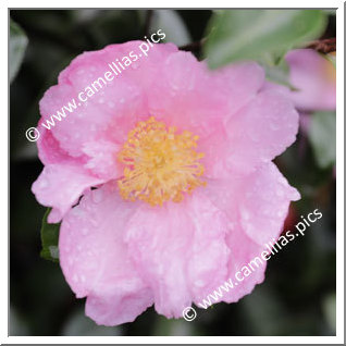 Camellia Sasanqua 'Plantation Pink'