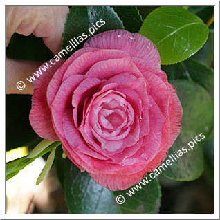 Camellia Japonica 'Platipetala'