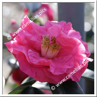 Camellia Reticulata 'Pleasant Memories'