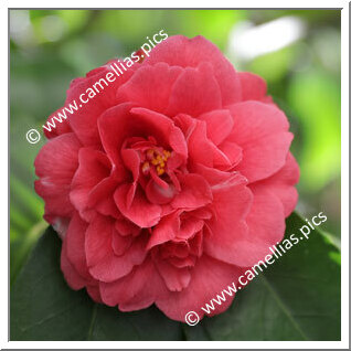 Camellia Japonica 'Pluton'