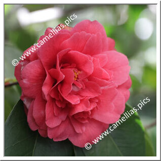 Camellia Japonica 'Pluton'