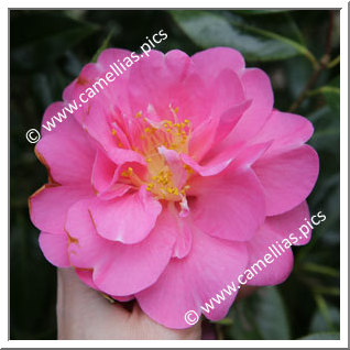 Camellia Hybrid C.x williamsii 'Plymouth Beauty '