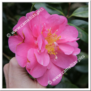 Camellia Hybride C.x williamsii 'Plymouth Beauty '