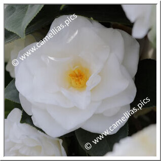 Camellia Japonica 'Polar Bear'