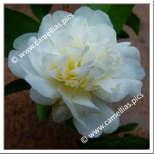 Camellia Hybride 'Polar Ice'