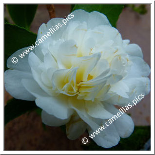 Camellia Hybrid 'Polar Ice'