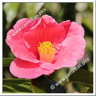 Camellia Botanique 'C. polyodonta'