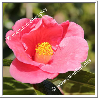 Camellia Species 'C. polyodonta'