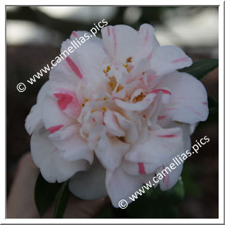 Camellia Japonica 'Pompone'