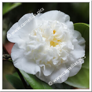 Camellia Japonica 'Pomponia Alba'