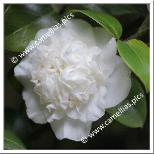 Camellia Japonica 'Pomponia Alba'