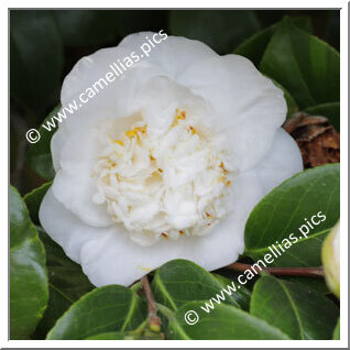 Camellia Japonica 'Pomponia Luctea'