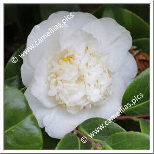 Camellia Japonica 'Pomponia Luctea'