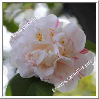 Camellia Japonica 'Pomponia Alba Monstruosa'