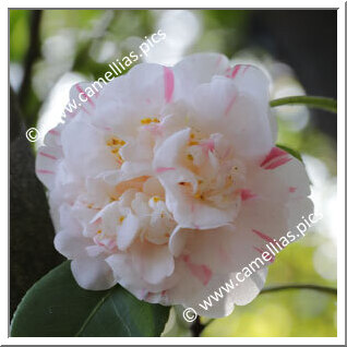 Camellia Japonica 'Pomponia Alba Monstruosa'