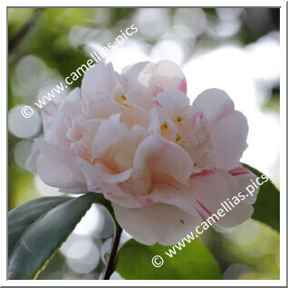 Camellia Japonica 'Pomponia Alba Monstruosa'