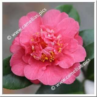 Camellia Japonica 'Pomponia Pedrotia'