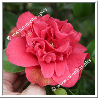 Camellia Japonica 'Pomponia Rubra'