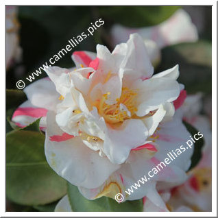 Camellia Japonica 'Pomponia Semi-duplex'