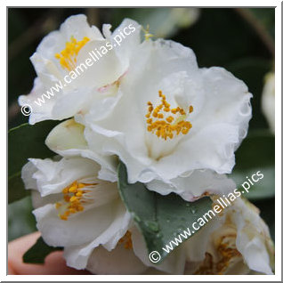 Camellia Hybride 'Pop Corn'