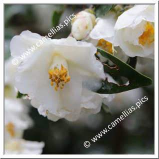 Camellia Hybrid 'Pop Corn'